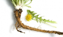 Rễ bồ công anh chữa ung thư: GS Dược y học cổ truyền tiết lộ sự thật