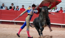 Bò tót thật ra chẳng ghét màu đỏ như ta lầm tưởng, chúng nổi điên tấn công dũng sĩ đấu bò hóa ra là vì điều này