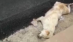 Dư luận Ấn Độ phẫn nộ vì nhóm công nhân thản nhiên rải nhựa đường lên một chú chó đang nằm ngủ