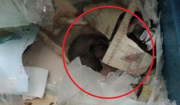 Góc thất thu: Cả cửa hàng lục đục vì liên tục mất tiền, cuối cùng phát hiện ra do chuột tha hết về lót ổ