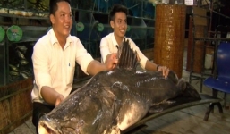 Kỷ lục chưa từng có: Bắt được cá lăng nặng trên 100kg
