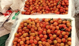 Thùng xốp đắt ngang vải thiều, thương lái méo mặt