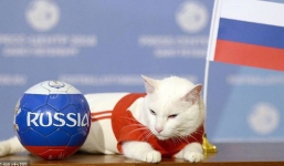 7 'nhà tiên tri' động vật đã và đang gây sốt vì dự đoán đúng kết quả World Cup