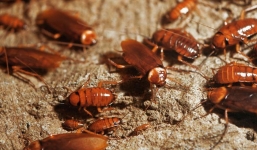 Thế giới sẽ ra sao nếu loài gián tuyệt chủng? Câu trả lời sẽ khiến bạn bất ngờ