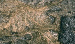 Phát hiện vô vàn dãy tia vàng óng ánh hệt tóc người nhưng chẳng ai dám sờ tới vì lý do sau