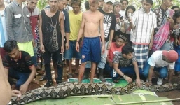 7 ngày qua ảnh: Bắt được trăn khổng lổ nuốt chửng người bên trong