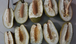 Thanh niên số nhọ mua được 5 quả mít đều đạt chuẩn 3K: Không mùi, không múi, không hạt, chỉ có mỗi xơ