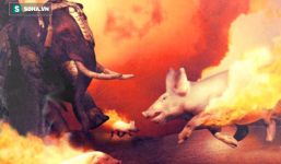 Giải mã vũ khí kỳ dị của quân La Mã: Có thể khiến tượng binh của kẻ thù kinh hãi bỏ chạy