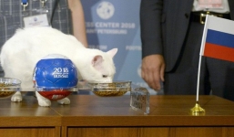 Dùng gấu để dự đoán kết quả World Cup 2018, chương trình truyền hình Nga khiến cộng đồng mạng phẫn nộ