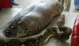 Trăn dài khổng lồ 7m lại nuốt người - tại sao thảm họa này liên tục xảy ra?
