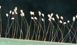 Thực hư hoa ưu đàm 3000 năm mới nở lại xuất hiện tại TP.Hồ Chí Minh