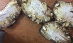 Bổ mít ra không múi đã là chuyện nhàm rồi, đây mít xịn mà vì chủ nâng niu quá đến thối chảy nước mới lạ