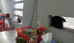 Clip '2 chú chó nhòm ngó xin ăn' được chia sẻ mạnh trên MXH vì dễ thương không ai chịu nổi