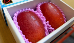 Xoài đỏ 1,7 triệu đồng/quả: Nhà giàu Việt mạnh tay chi tiền thưởng thức