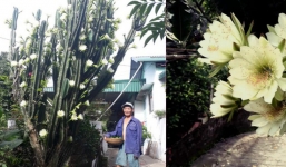 Nóng trên mạng: Cây xương rồng 'khủng long' 30 năm tuổi nở hoa trắng muốt ở Quảng Ninh