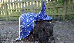 Gặp gỡ nhà tiên tri lợn vừa đưa ra dự đoán 4 đội bóng lọt vào bán kết World Cup 2018