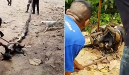 Thái Lan: Dân làng tụ tập giải cứu chó nhà khỏi trăn lớn kịch tính như trong phim