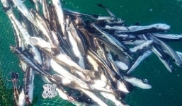 Cá nuôi lồng bè chết hàng loạt tại khu vực gần nhà máy Nhiệt điện Vĩnh Tân