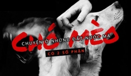 Chuyện ở những đất nước mà chó mèo có hai số phận: Được cưng chiều hết mực, hoặc oặt mình trong lồng cũi tới bàn tiệc