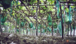 Cận cảnh khu vườn với những quả bí đao khổng lồ 'nằm võng' tự chế, phải 2 người vác mới nổi