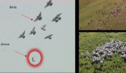 Bồ câu 'lạ' của Trung Quốc: Nguy cơ bị do thám mọi lúc, mọi nơi mà không hề hay biết