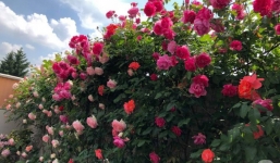 Khu vườn hoa hồng rộng 500m² với hàng trăm gốc hồng đẹp rực rỡ của người phụ nữ gốc Hà Thành