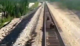 Khoảnh khắc đau lòng khi gấu mẹ bị tàu hỏa đâm chết vì cố gắng bảo vệ đàn con