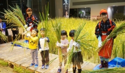 Công ty cho nhân viên trồng lúa trong văn phòng, cuối vụ đưa cả con đến gặt cho vui