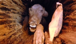 Stuckie - Chú chó săn xui xẻo vì mải mê đuổi con mồi để rồi hóa xác ướp mắc kẹt trong thân cây hơn nửa thế kỷ