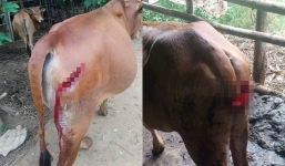 Vết rạch tàn nhẫn và hình ảnh những con bò đáng thương nhất hôm qua