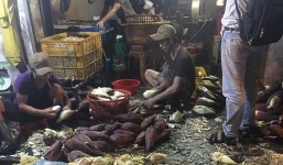 Hãi hùng phát hiện hàng trăm kg bắp chuối bào ngâm 'chất độc' ở Sài Gòn