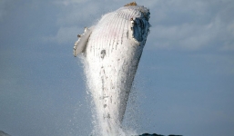 Khoảnh khắc hiếm có: Cá voi lưng gù 20 tấn phi thân dựng đứng trên mặt biển