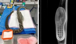 Mổ bụng con trăn, các bác sĩ kinh ngạc với 'vật thể lạ' lấy ra từ dạ dày!