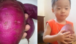 Góc khéo tay: Thanh niên Hà Nội trồng khoai trong thùng xốp chơi chơi, ai ngờ ra củ béo múp xịn hơn ngoài chợ