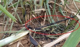 Diễn biến mới nhất vụ 4 người chết khi dựng cột viễn thông ở Nghệ An