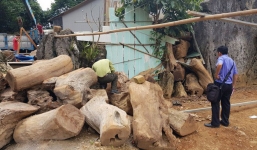 Từ hiện trường nhà 'trùm ma túy' ở Lóng Luông: Gỗ quý xếp chồng cao hàng mét