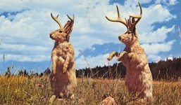 Jackalope: Từ huyền thoại thỏ sừng nai trong truyện dân gian Mỹ đến những con thỏ “quái vật” ngoài đời thực vì căn bệnh đáng sợ