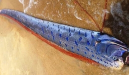 Phát hiện xác cá hố rồng “khủng” dài 4m dạt vào bờ biển ở Huế