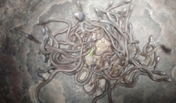 Lạnh người cảnh hàng trăm rắn hổ mang con 'nhung nhúc' trong nhà