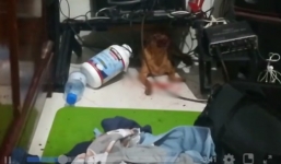 Phẫn nộ với cô gái quay clip mắng chửi chú chó bị chảy máu vương vãi khắp nhà, nghi bị đánh đập: 'Cho mày ăn chung bát chung thìa mà bây giờ mày cắn tao?'