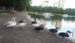 Đàn thiên nga ở hồ Thiền Quang 'vật lộn' với trời nắng nóng 40 độ C ra sao?