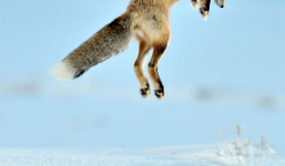 Cáo mẹ tạo nên bước nhảy kỷ lục, cao tận 20 feet để bắt mồi cho con