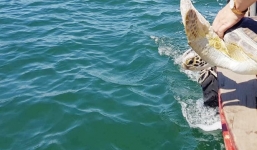 Hà Tĩnh: Thả rùa quý hiếm nặng gần 40kg có nguy cơ tuyệt chủng về biển