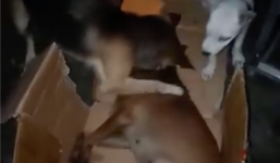 Clip cảm động: Chú chó liên tục lay và ôm lấy bạn đã mất vì ăn phải bả