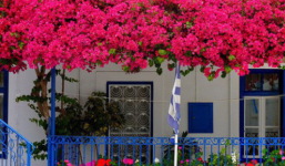 Trồng 7 loại cây có hoa này để ngôi nhà mát lịm trong những ngày nóng như đổ lửa