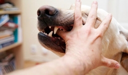 Chơi trong sân, bé trai bị chó cắn thương tâm 