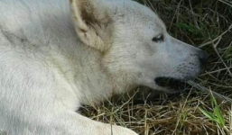 Cố cắn dây để cứu chủ khỏi bị điện giật nhưng thất bại, chú chó cùng chủ thiệt mạng thương tâm