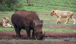 3 kẻ đột nhập khu bảo tồn săn trộm tê giác bị sư tử ăn thịt