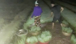 Nhìn cảnh các mẹ lọ mọ rọi đèn đi cấy giữa đêm tránh cái nóng 40 độ này mới biết những bác nông dân vất vả thế nào