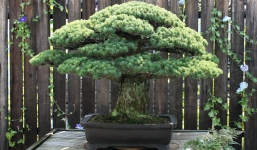 Câu chuyện của cây bonsai Nhật Bản 400 tuổi vẫn sống sót sau khi bom nguyên tử thả xuống Hiroshima